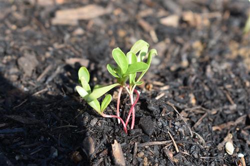 Week 6 Swiss Chard 